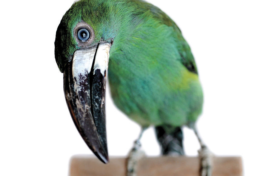 Toucanette at Animal Wonders